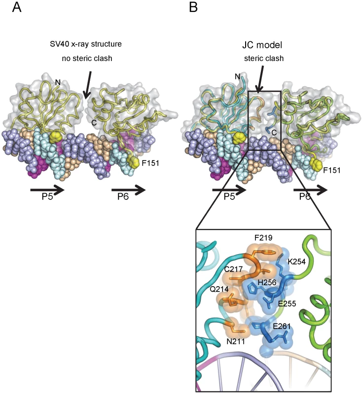 Modeling the interaction of the JCV OBD with Site I.