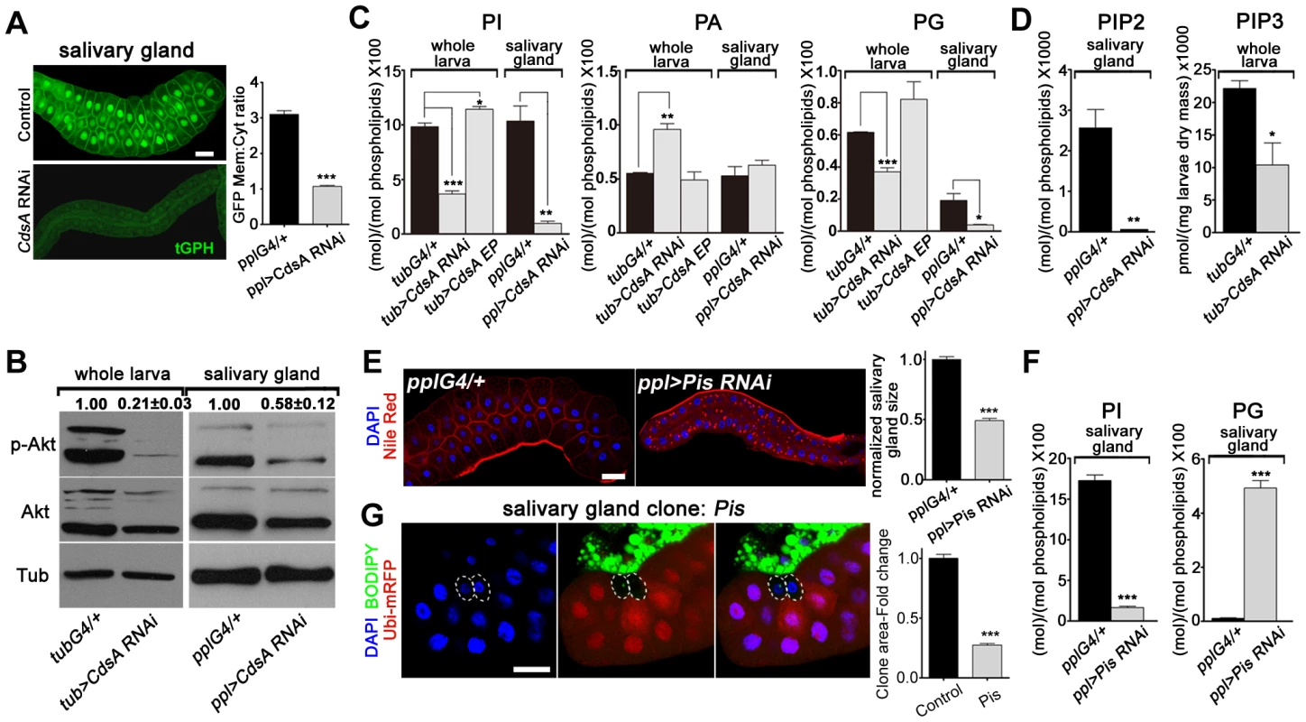 <i>CdsA RNAi</i> affects PI metabolism and insulin pathway activity.