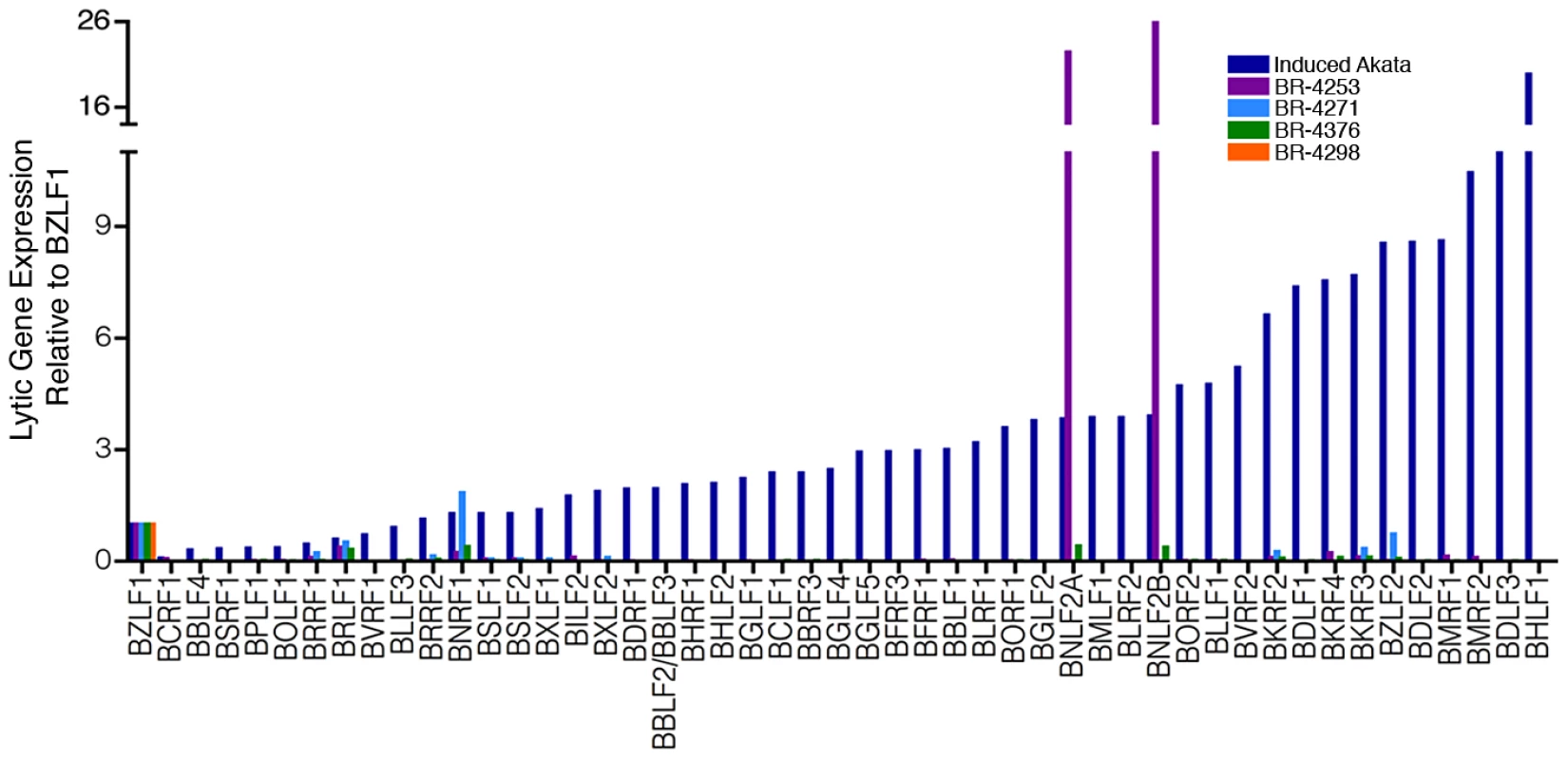 Abortive lytic gene expression.