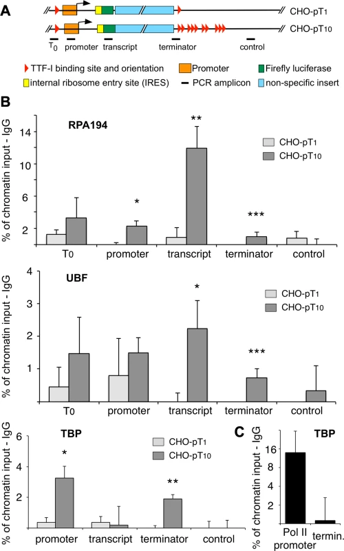 Clustered termination sites enhance transcription and are required for chromatin looping.