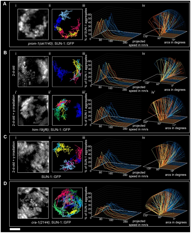 Influence of meiotic regulators on dynamics of SUN-1 aggregates.