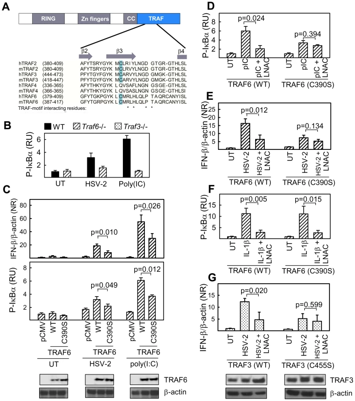 Identification of a conserved redox-sensitive surface-exposed cysteine in the TRAF C-terminal domain of TRAF2, 3, and 6.
