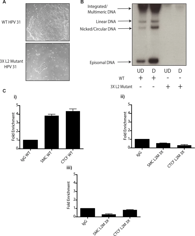 Mutation of 3 CTCF core consensus sequences within the L2 coding region of the HPV 31 genome results in impaired growth, loss of episomes, and rapid integration into the host genome.