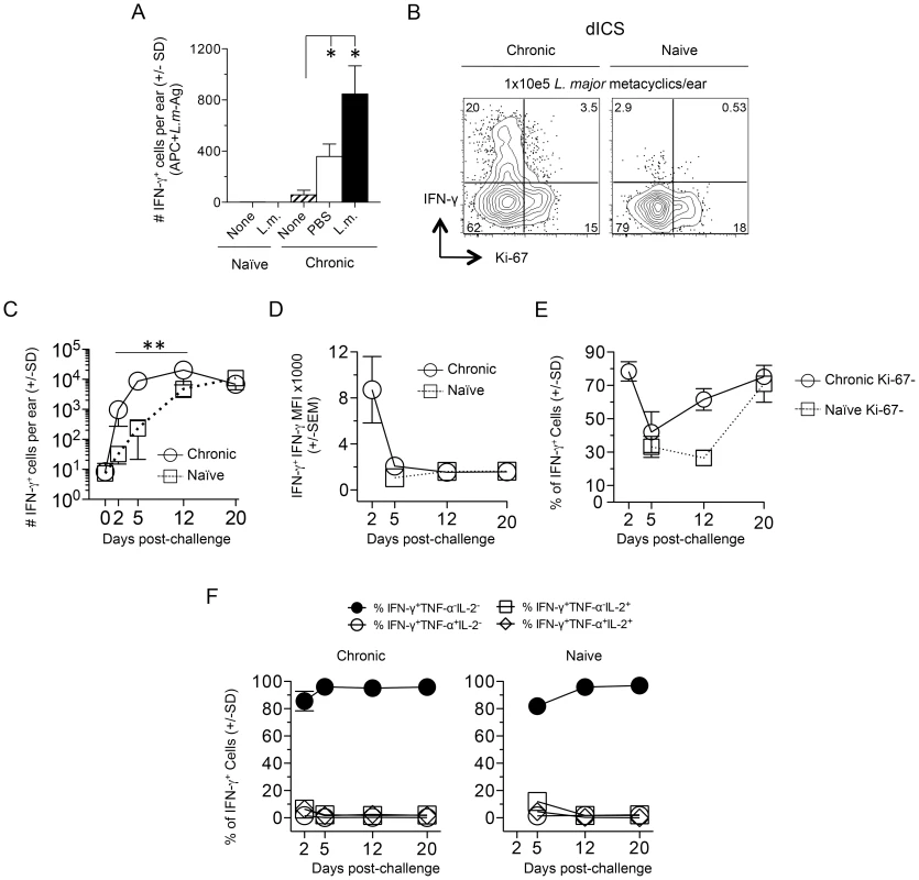 Kinetic analysis of CD4<sup>+</sup> T cell cytokine production and proliferation history following needle challenge with <i>L. major</i>.