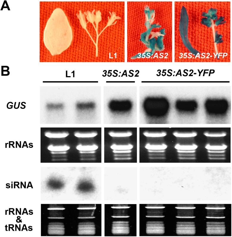 <i>AS2</i> overexpression blocks PTGS in <i>Arabidopsis</i>.