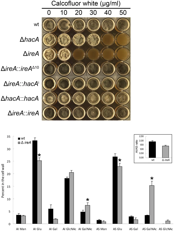 IreA contributes to cell wall homeostasis.