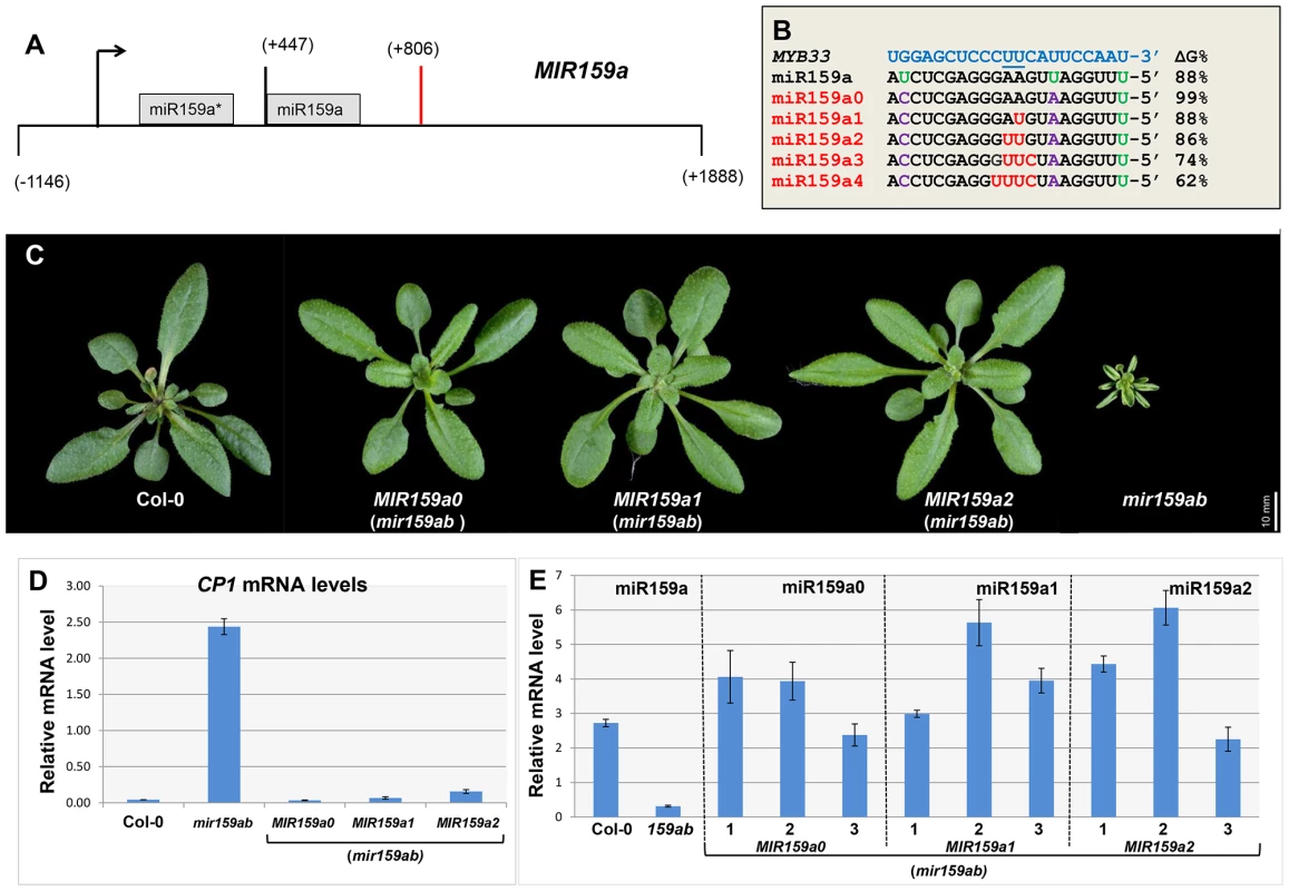 Artificial miR159a variants with up to two central mismatches are potent silencers of <i>MYB33/MYB65</i>.