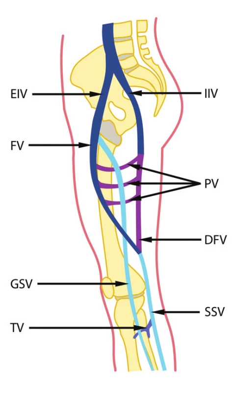 Vývoj žil dolní končetiny u člověka
EIV – v. iliaca externa, FV – v. femoralis, GSV – v. saphena magna, TV – vv. tibiales, IIV – v. iliaca interna, PV – vv. perforantes, DFV – v. femoralis dorsalis, SSV – v. saphena parva
