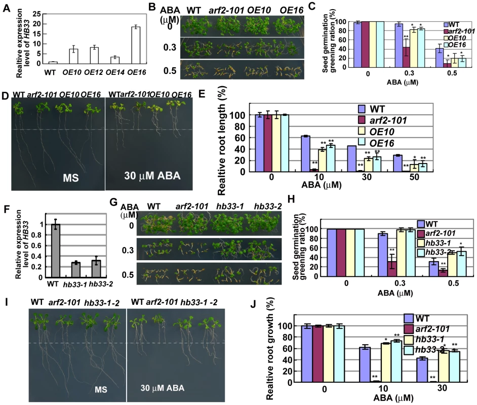 Adverse ABA phenotypes of transgenic plants overexpressing <i>HB33</i> and reducing <i>HB33</i> by RNAi.