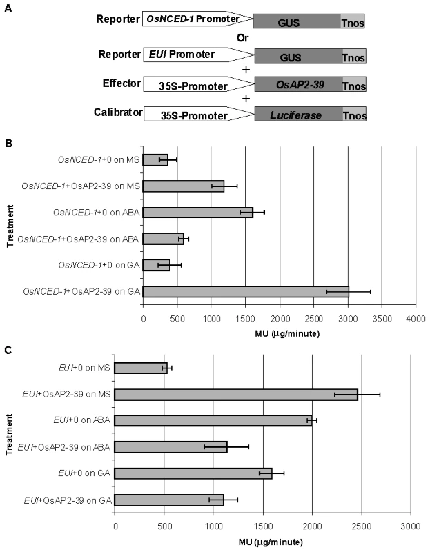 The OsAP2-39 transcription factor directly activates <i>OsNCED-1</i> and <i>EUI</i> and its activity is affected by the environmental hormonal conditions.