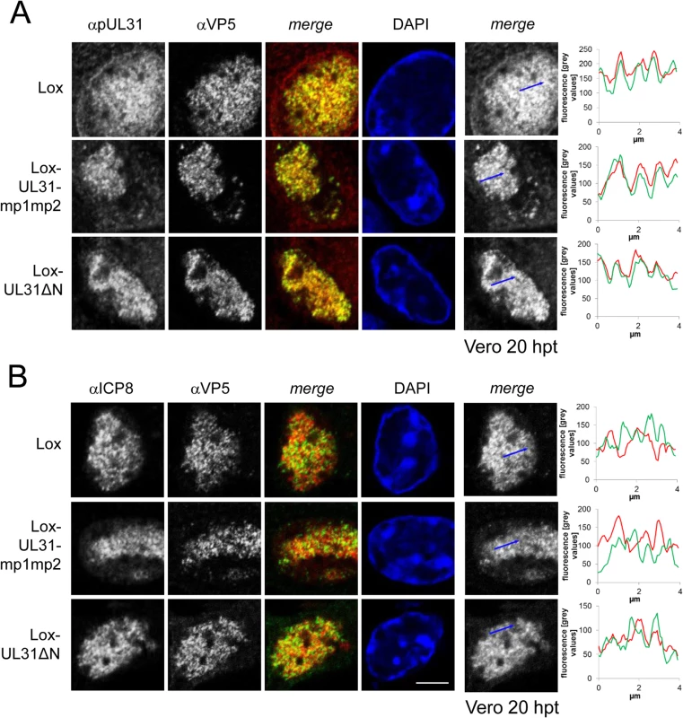 pUL31 associates with nucleocapsids and requires its N-terminal domain to direct them to sites of primary envelopment.