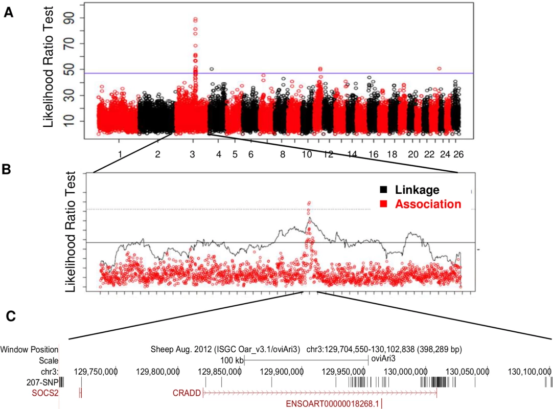 Genome scan for the milk somatic cell count trait LSCS in a grand-daughter design of 1009 dairy sheep identifies a highly significant QTL on chromosome OAR3.