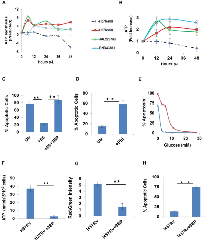 Perturbations in glycolytic flux control host cell death pathways.