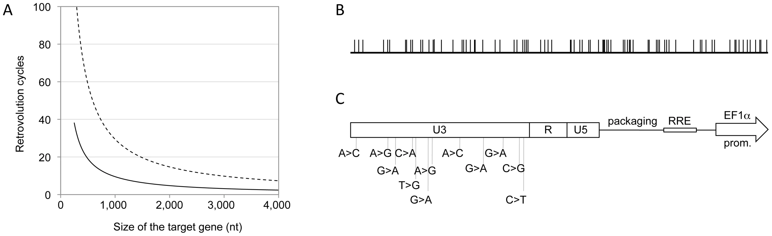 The system generates genetic diversity.