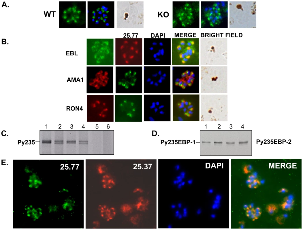 Detection of Py235 protein expression.