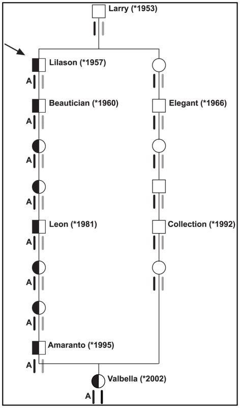 Pedigree of selected inbred Brown Swiss cattle.