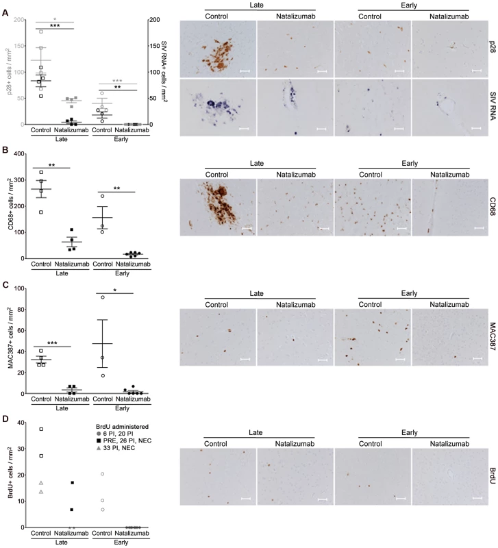 Natalizumab treatment blocks the traffic and accumulation of SIV infected monocyte/macrophages in the brain.