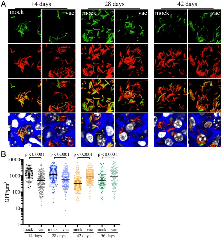 Differences in expression of <i>rv2390c</i>′::GFP in Mtb present in vaccinated versus mock-treated mice.
