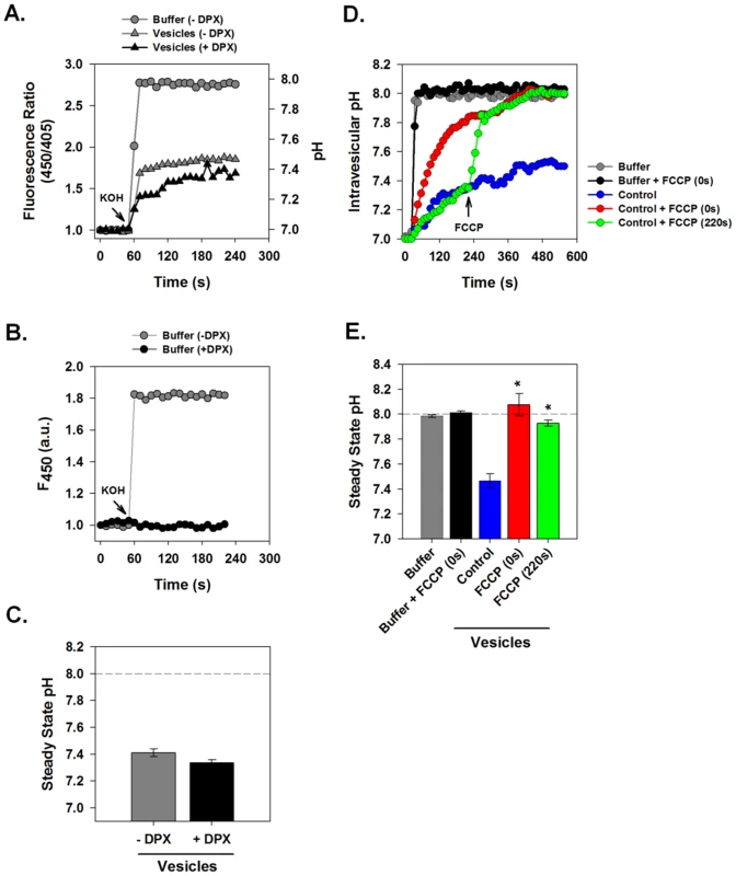 Measurement of Intravesicular pH.