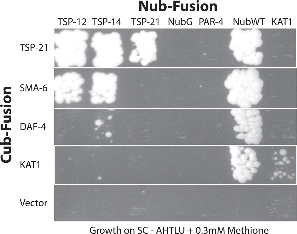Interactions among TSP-12, TSP-14, TSP-21 and the receptors SMA-6 and DAF-4.