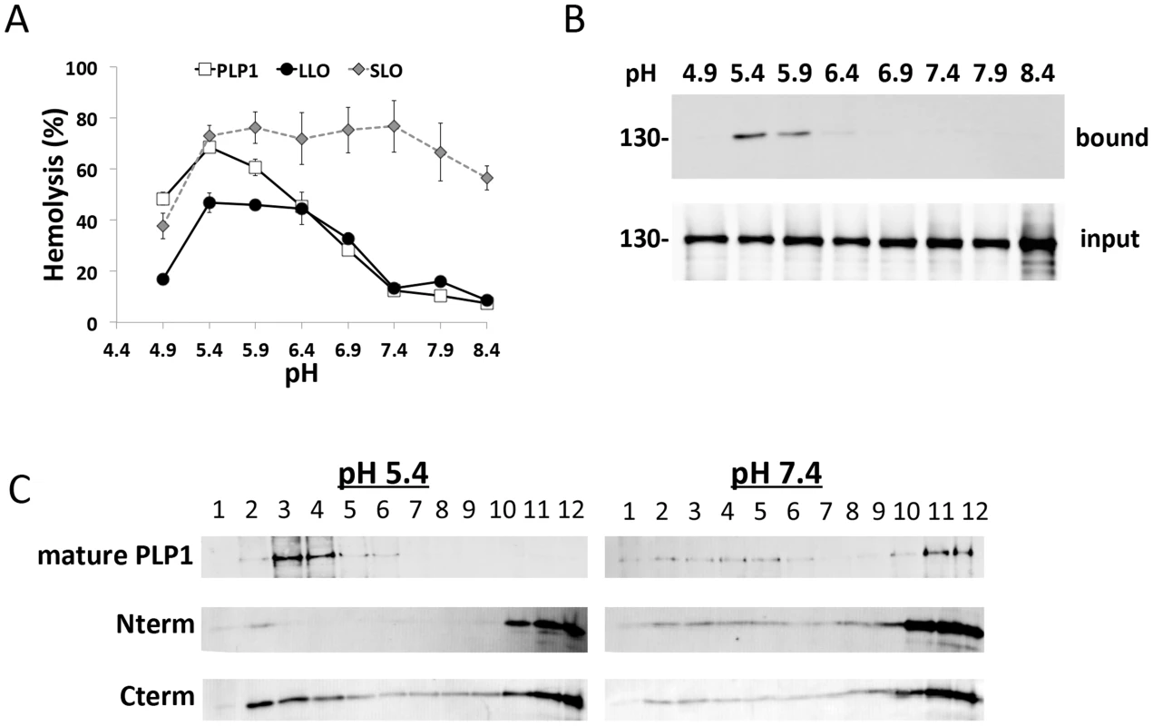 PLP1 displays pH-dependent lytic and membrane binding activity.