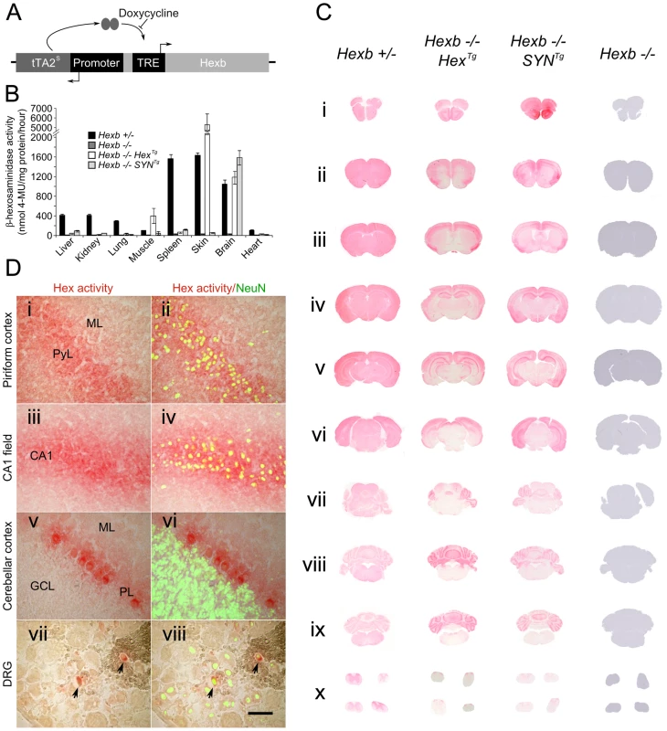 Expression of <i>Hexb</i> from two inducible constructs throughout the Sandhoff mouse neuraxis.
