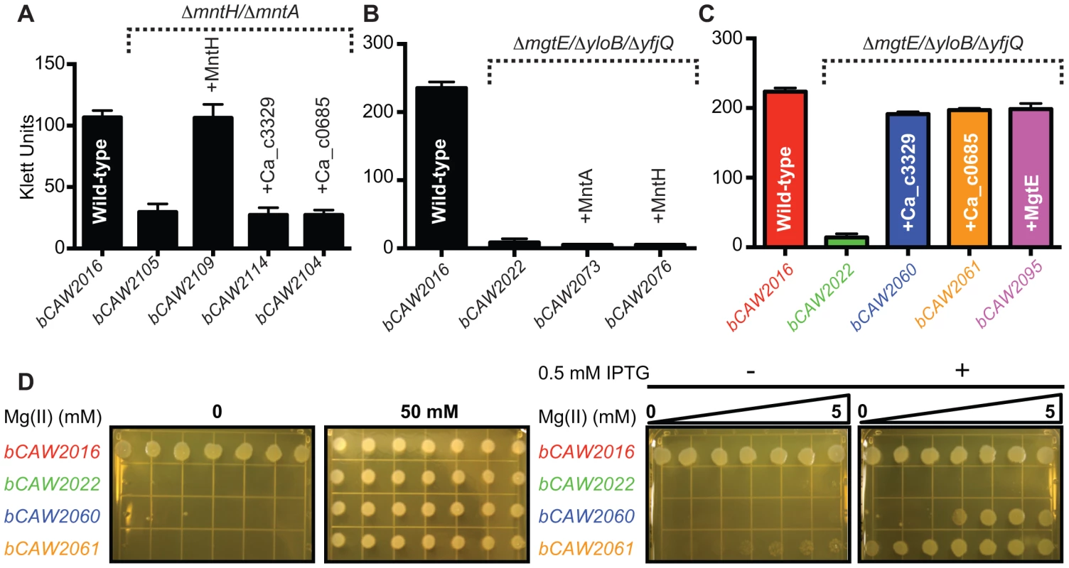 Heterologous expression of Ca_c0685 and Ca_c3329.