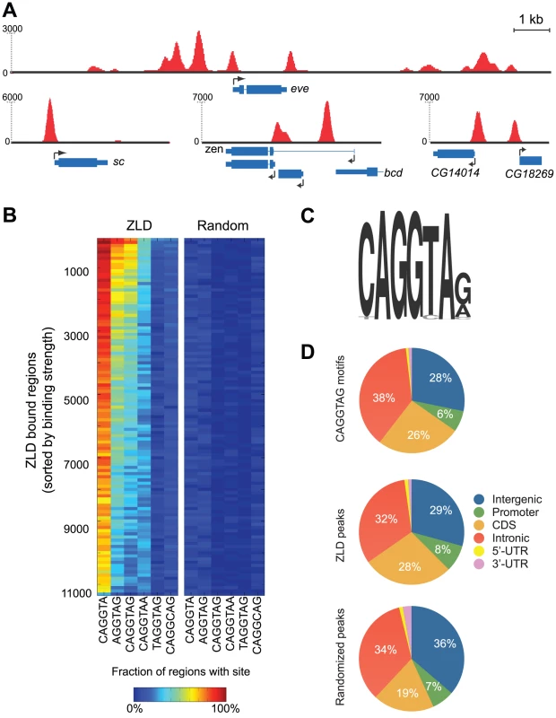 ZLD binds to TAGteam elements in promoters and regulatory elements prior to zygotic activation.
