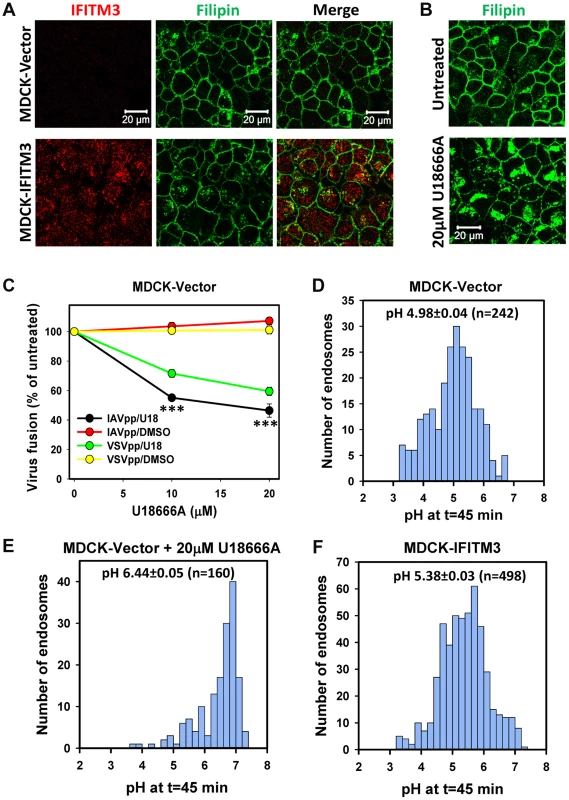 IFITM3-mediated restriction of IAV fusion is not related to cholesterol accumulation in endosomes of MDCK cells.