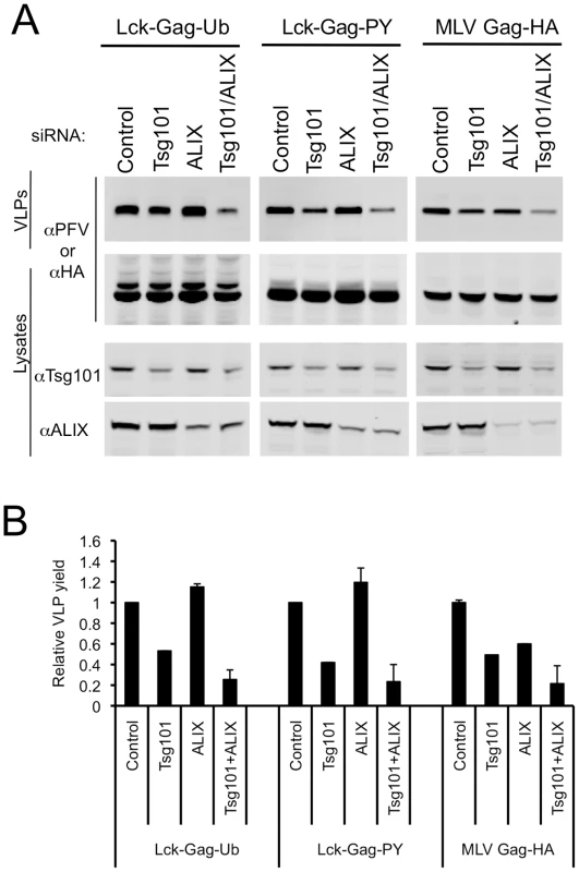 Effect of simultaneous ESCRT-I and ALIX disruption on ubiquitin-dependent and PPxY-dependent particle release.