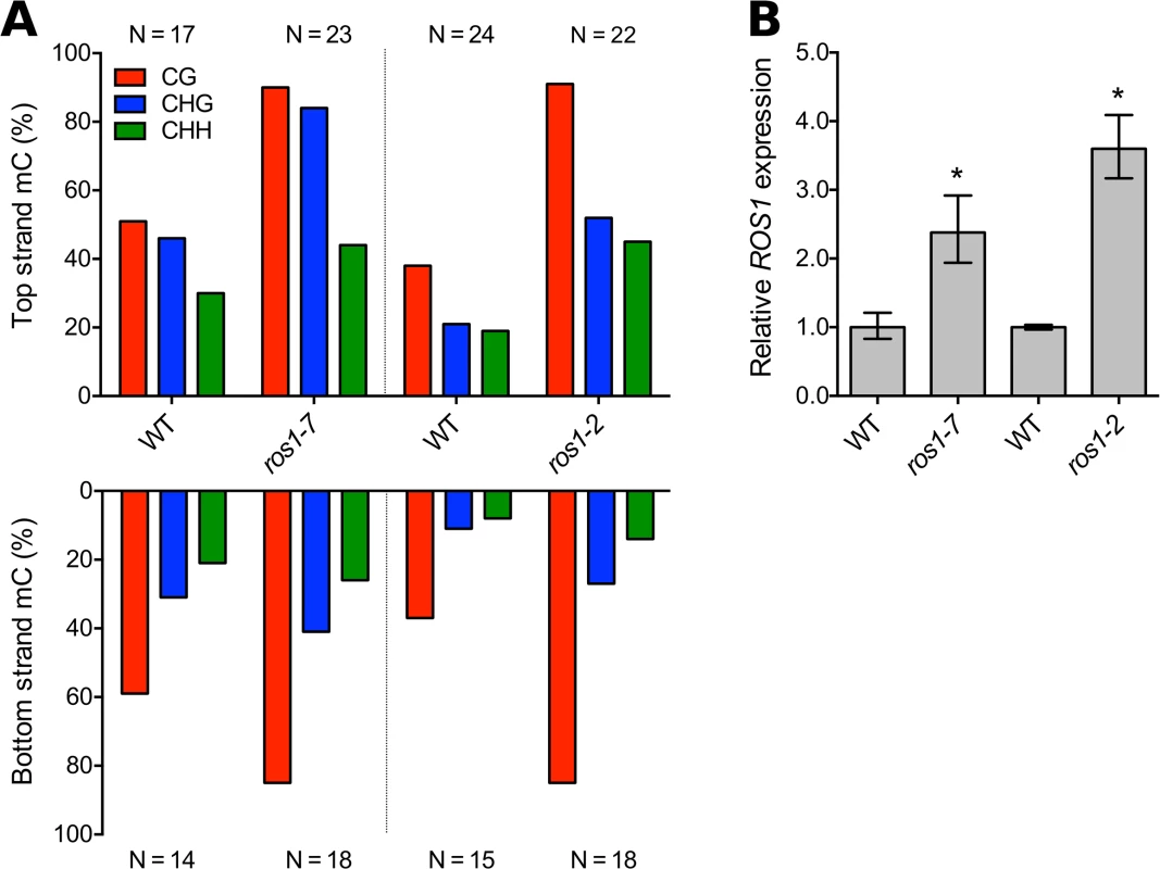 ROS1 demethylates the <i>ROS1</i> promoter and reduces expression.