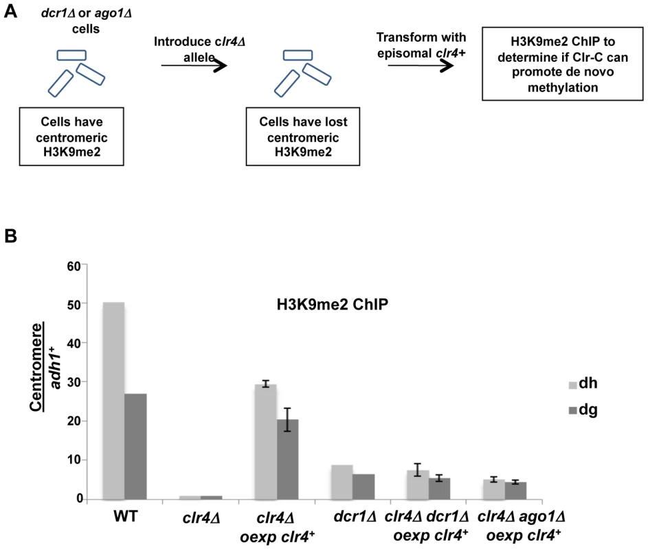 Initial Clr-C recruitment to centromeres can occur independently of <i>ago1<sup>+</sup></i> and <i>dcr1<sup>+</sup></i>.
