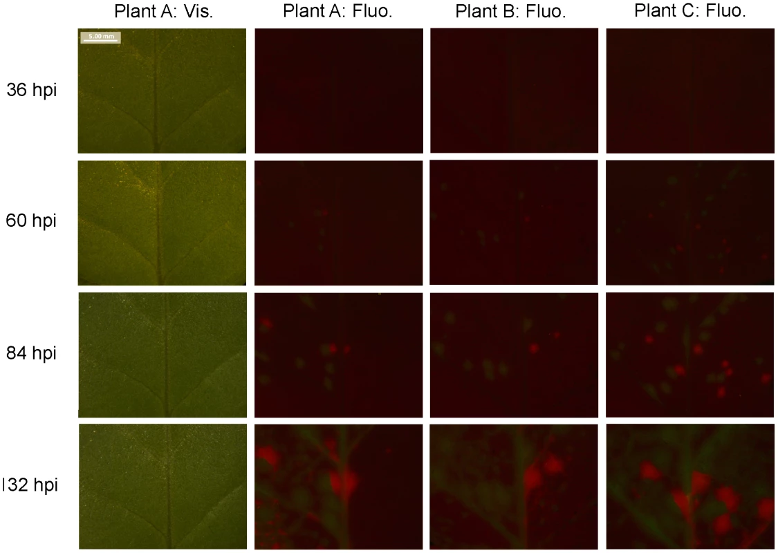Fluorescence time course in inoculated <i>N. tabacum</i> leaves.