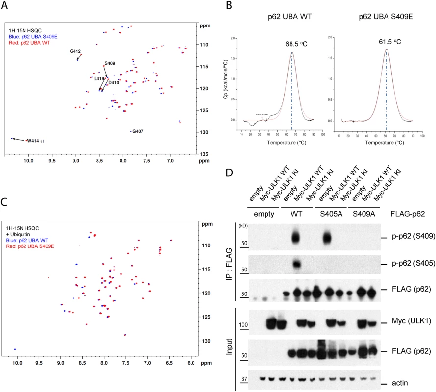 Phosphorylation of S409 destabilizes the UBA dimer interface and regulates phosphorylation of S405.