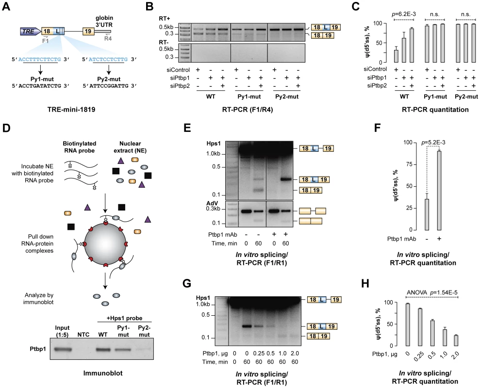 Ptbp1 binds to pyrimidine-rich sequences between u5′ss and d5′ss and directly regulates Hps1 A5C.