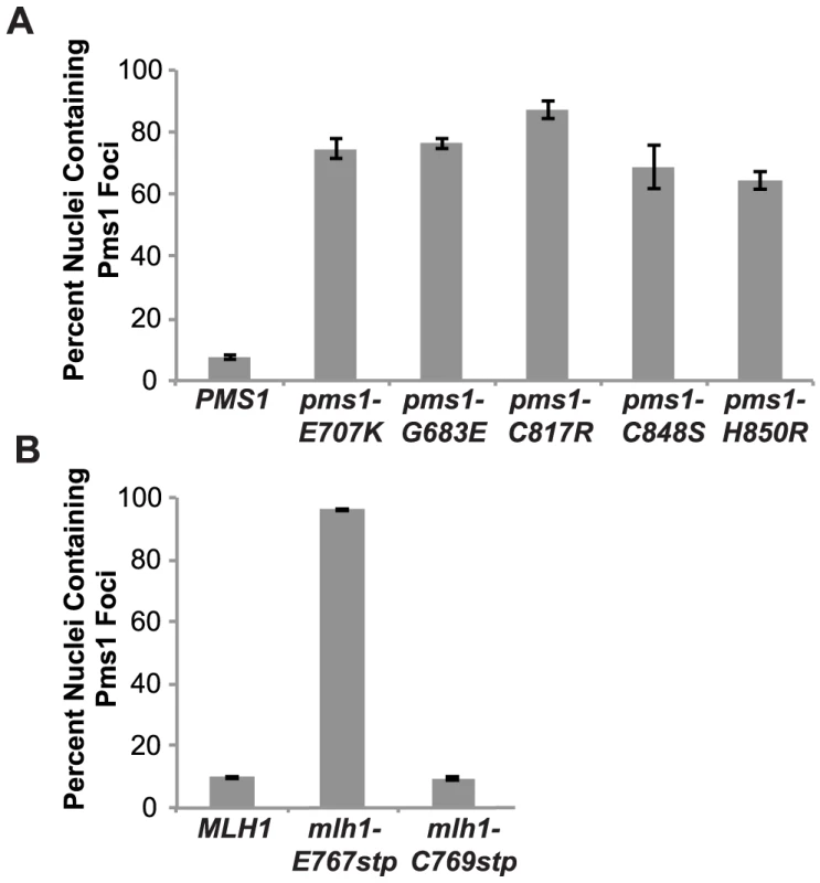 Zinc Metal coordination mutations cause increased levels of Mlh1-Pms1-4GFP foci.