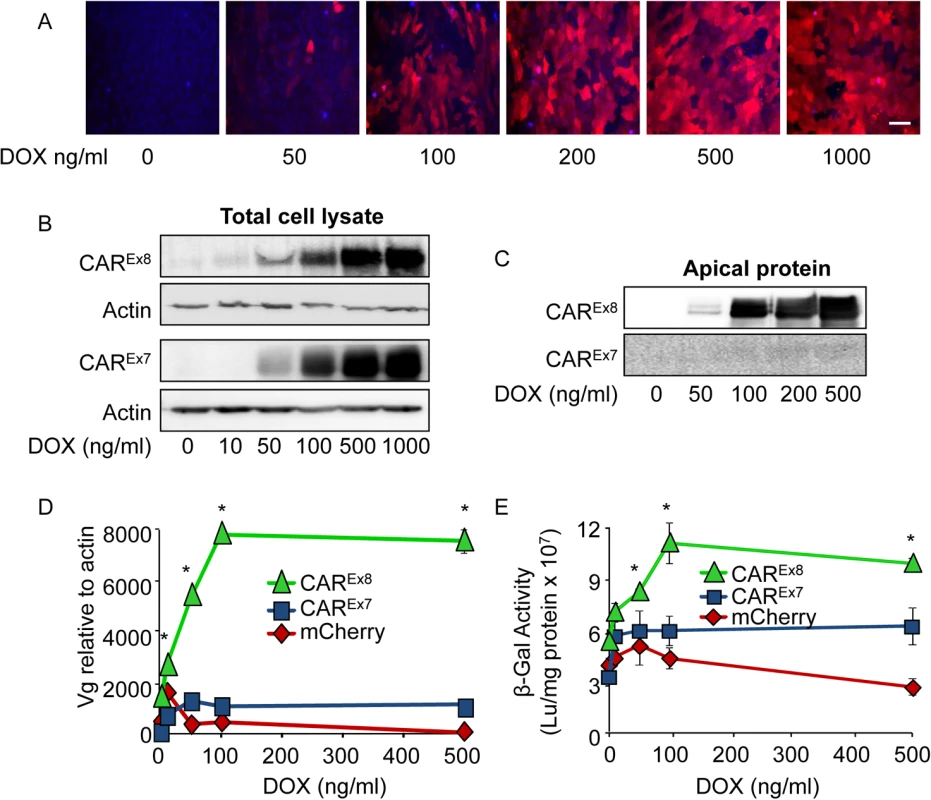 Induction of CAR<sup>Ex8</sup> expression increases the susceptibility of polarized epithelia to AdV entry and transduction.