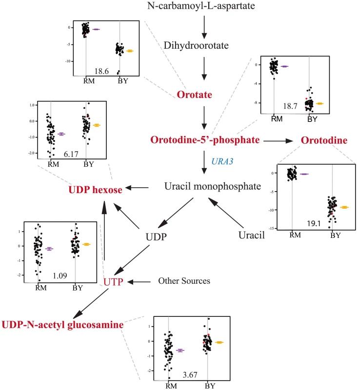 Levels of pyrimidine intermediates and products differ based on the <i>ura3</i> allele inherited.