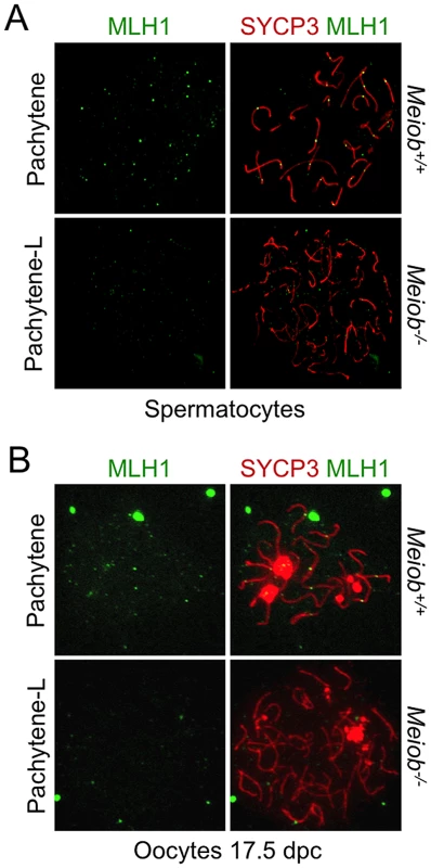 <i>Meiob</i> is necessary for CO formation.