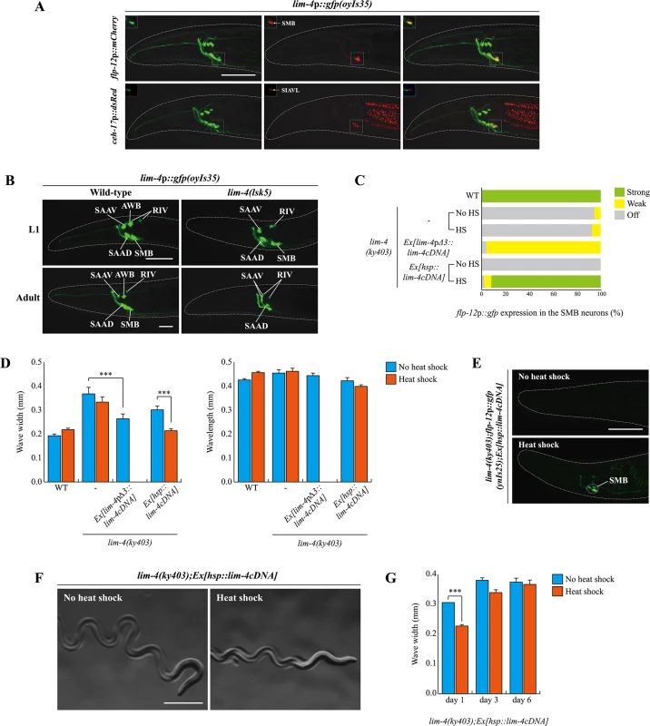 <i>lim-4</i> is expressed in and acts in the SMB neurons and its expression is autoregulated.