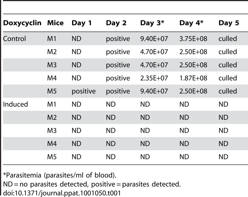 <i>In vivo</i> analysis of TbKif13-1 depletion by RNAi.
