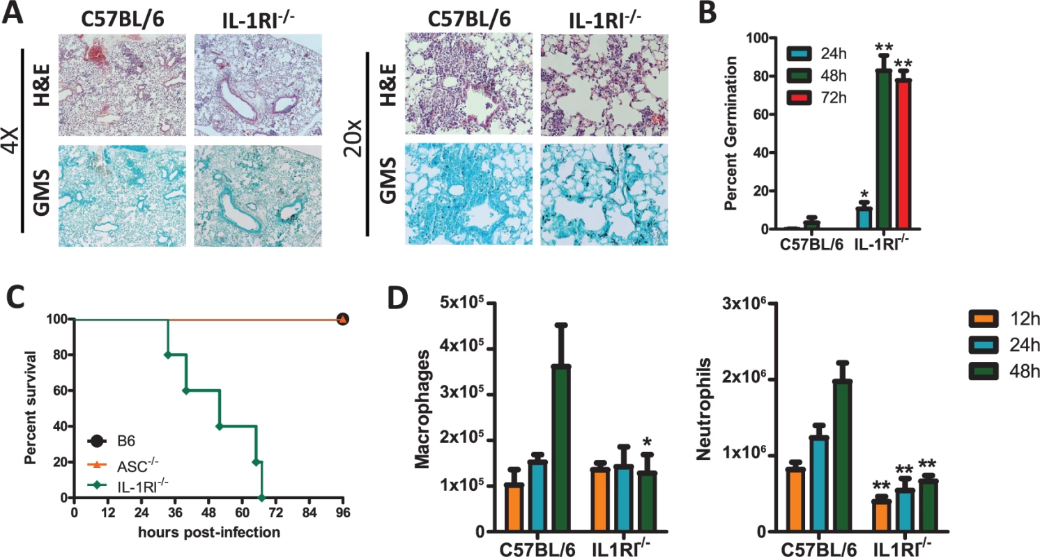 <i>Il1r1</i>-deficient mice are highly susceptible to <i>Aspergillus fumigatus</i> infection.