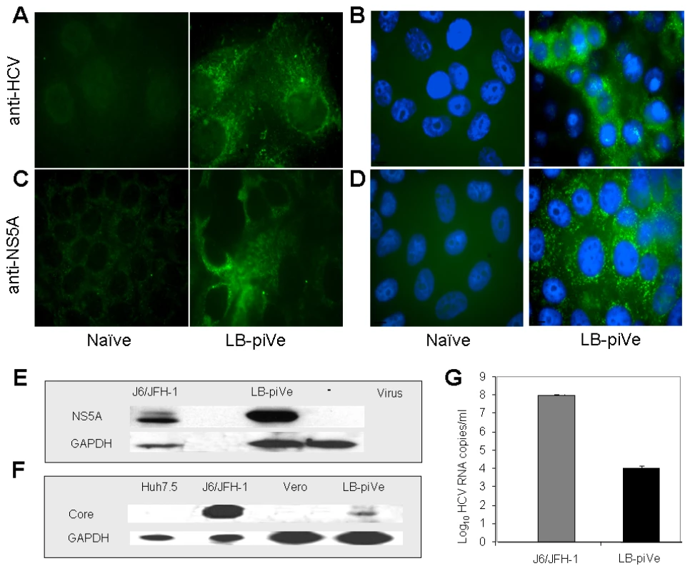 Genotype 1b-persistently infected VeroE6 cells express HCV antigens.