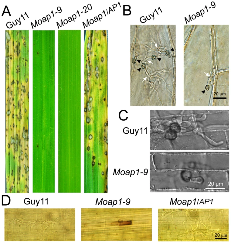 Pathogenicity of the <i>Moap1</i> mutant strain.