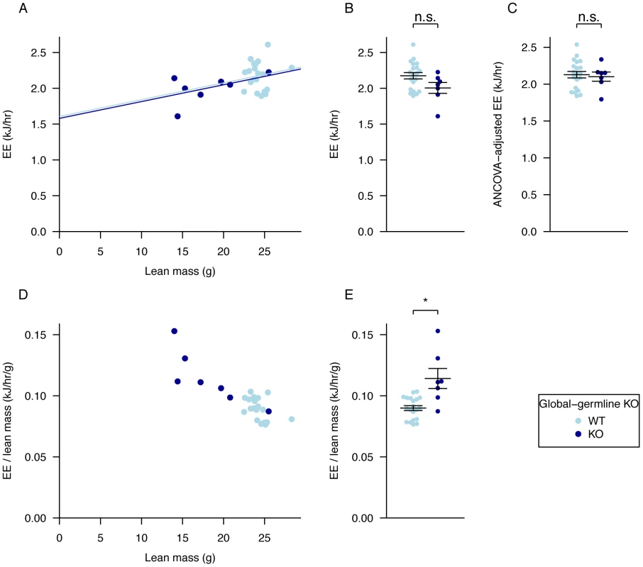 Adjustment of energy expenditure for lean mass, regression analysis compared to ratio adjustment.