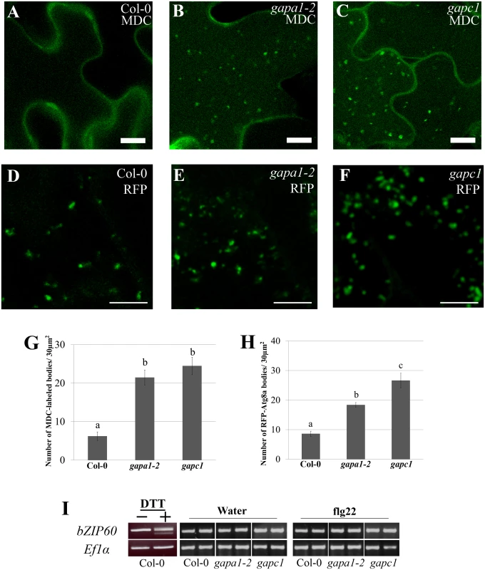 <i>gapa1-2</i> and <i>gapc1</i> exhibit enhanced basal autophagy.