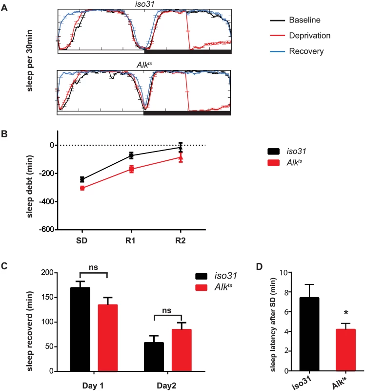 Homeostatic response to sleep loss in <i>Alk</i> mutants.