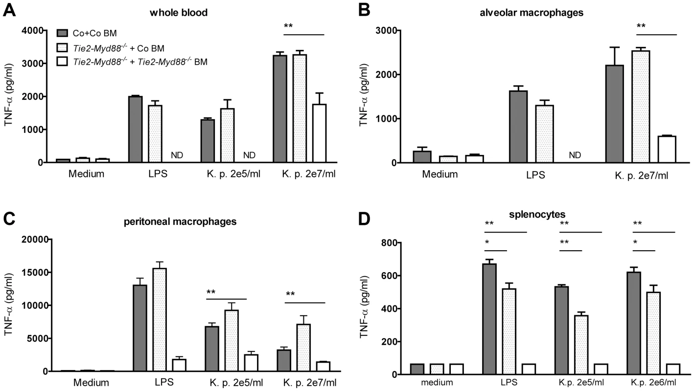 Bone marrow transfer restores responsiveness of hematopoietic cells from Tie2-<i>Myd88<sup>−/−</sup></i> mice to <i>Klebsiella</i>.
