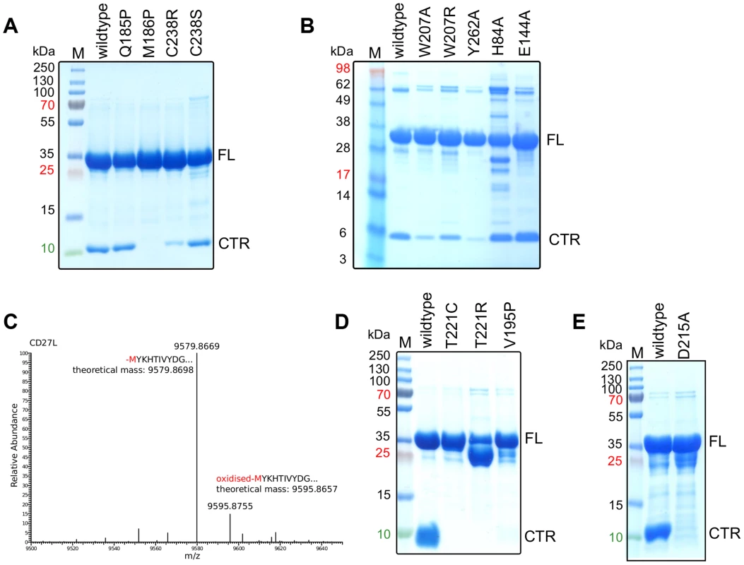 The cleavage of the CD27L and CTP1L endolysins occurs at a specific site and is affected by mutagenesis.