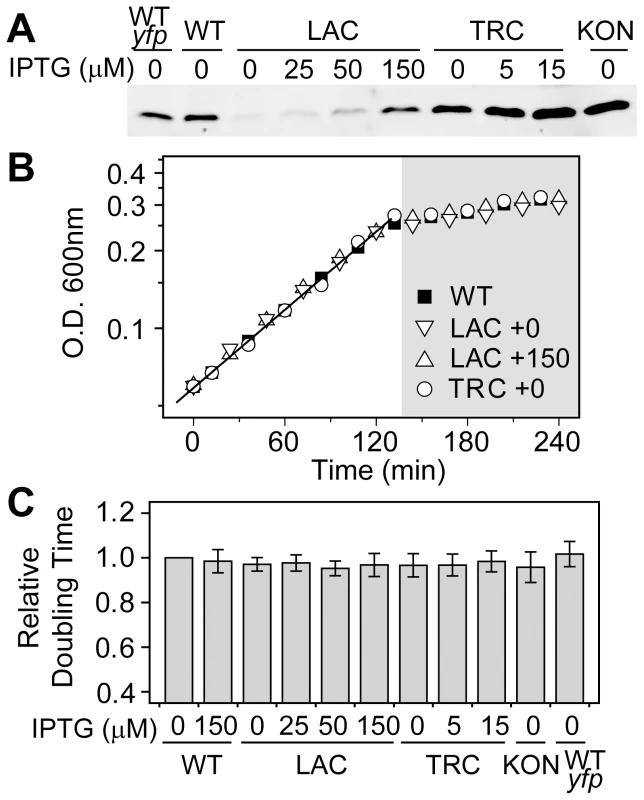 Growth rates in batch cultures are similar for the autoregulated WT and constitutive strains.